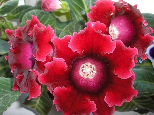 끝 1 : Gloxinia 집에서