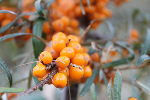 바다 buckthorn 나방 다루는 방법