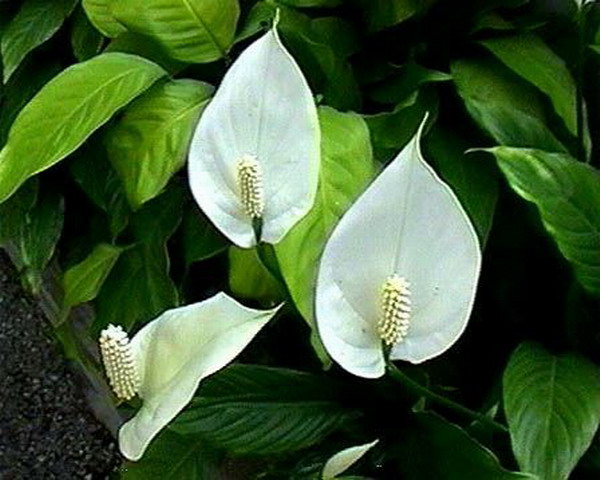 특징 spathiphyllum