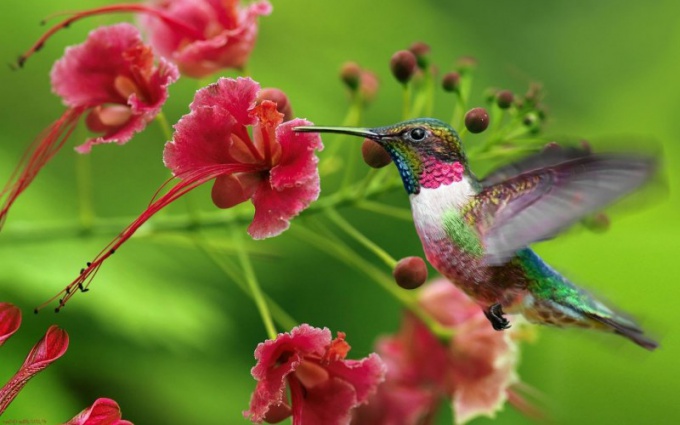 Hummingbirds의 아기가 어떻게 태어나 는가? 